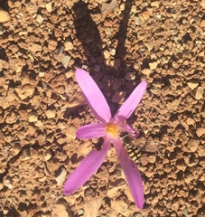 Colchicum filifolium