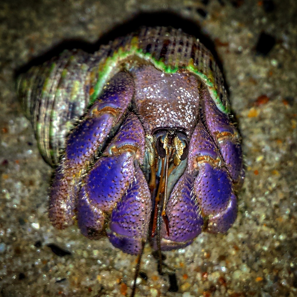 Lila Hermit Crab