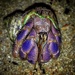 Lila Hermit Crab - Photo (c) cesdamess, some rights reserved (CC BY-NC), uploaded by cesdamess
