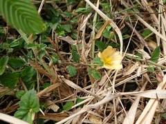 Sida rhombifolia insularis