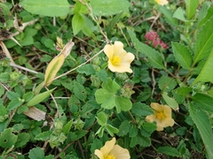Sida rhombifolia insularis