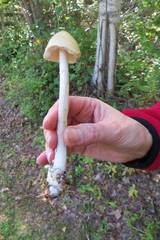 Amanita sinicoflava