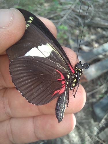 Wallace's Longwing