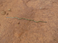 Kenya Beaked Snake photo 1