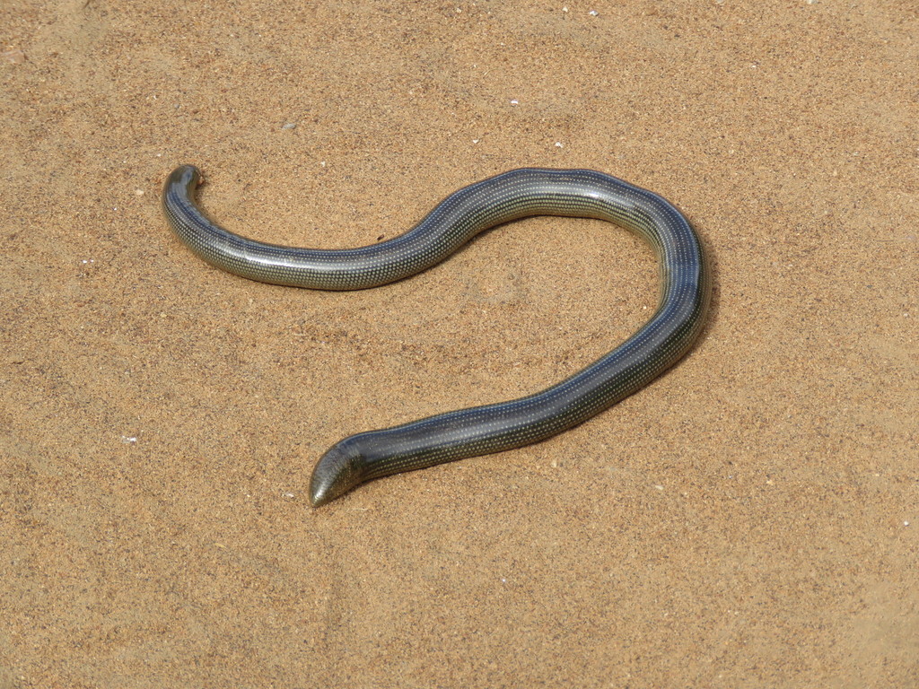 Common Lined Worm Snake
