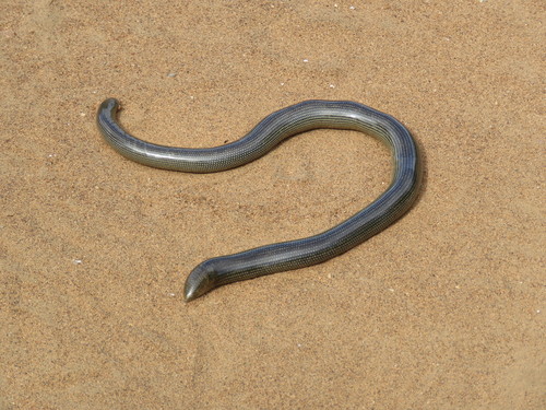Common Lined Worm Snake - Photo (c) glorysummay, some rights reserved (CC BY-NC), uploaded by glorysummay