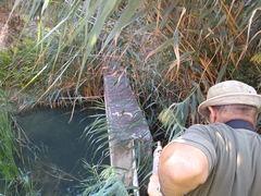 Macrovipera lebetinus