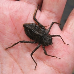 Macromiidae