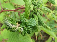 Phylloplecta tripunctata