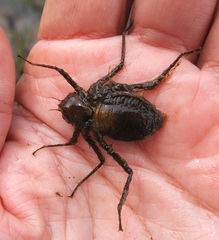 Macromiidae