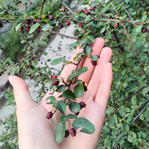 skalník lesklý (Cotoneaster lucidus)