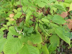 Phylloplecta tripunctata