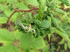 Phylloplecta tripunctata