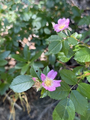 Cluster rose