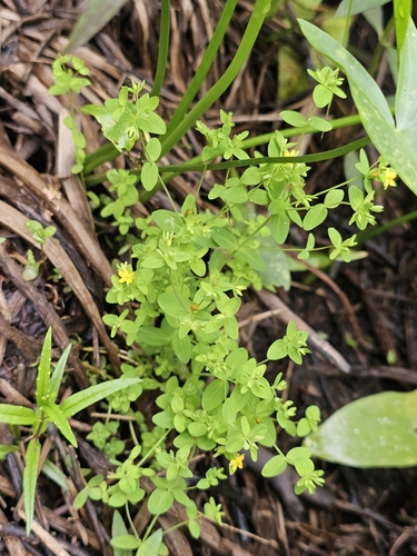 Northern St. Johnswort (Hypericum boreale)