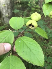 Stewartia