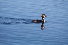 Podiceps cristatus australis