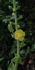 Verbascum coromandelianum