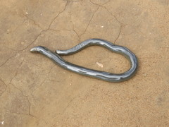 Afrotyphlops lineolatus