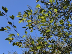 Ostrya carpinifolia
