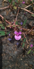 Indigofera dalzellii