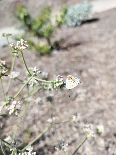 iNaturalist observation photo of Acmon Blue
