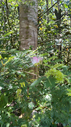 Calliandra, 2025-07-04