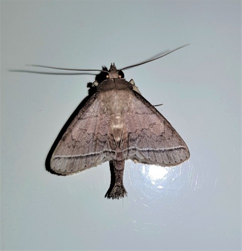 Dolichosomastis ocresia