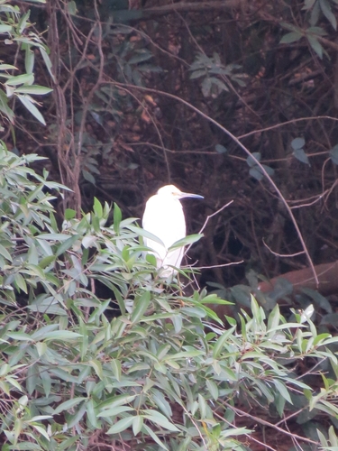 Capped Heron