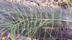 Equisetum pratense image
