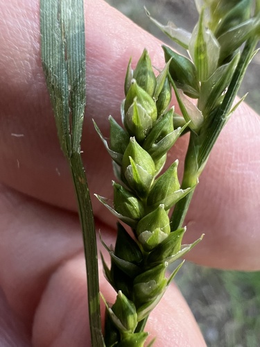 whitney's sedge (Carex whitneyi)
