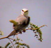 Elanus caeruleus vociferus