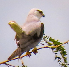 Elanus caeruleus vociferus