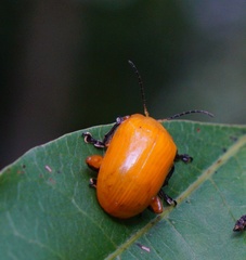 Podontia lutea