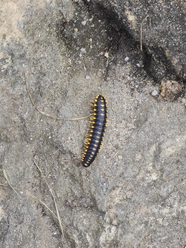 Apheloria montana photo 4