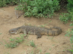 Varanus albigularis
