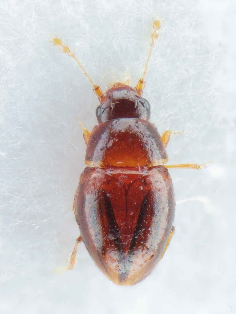 Ptenidium gressneri