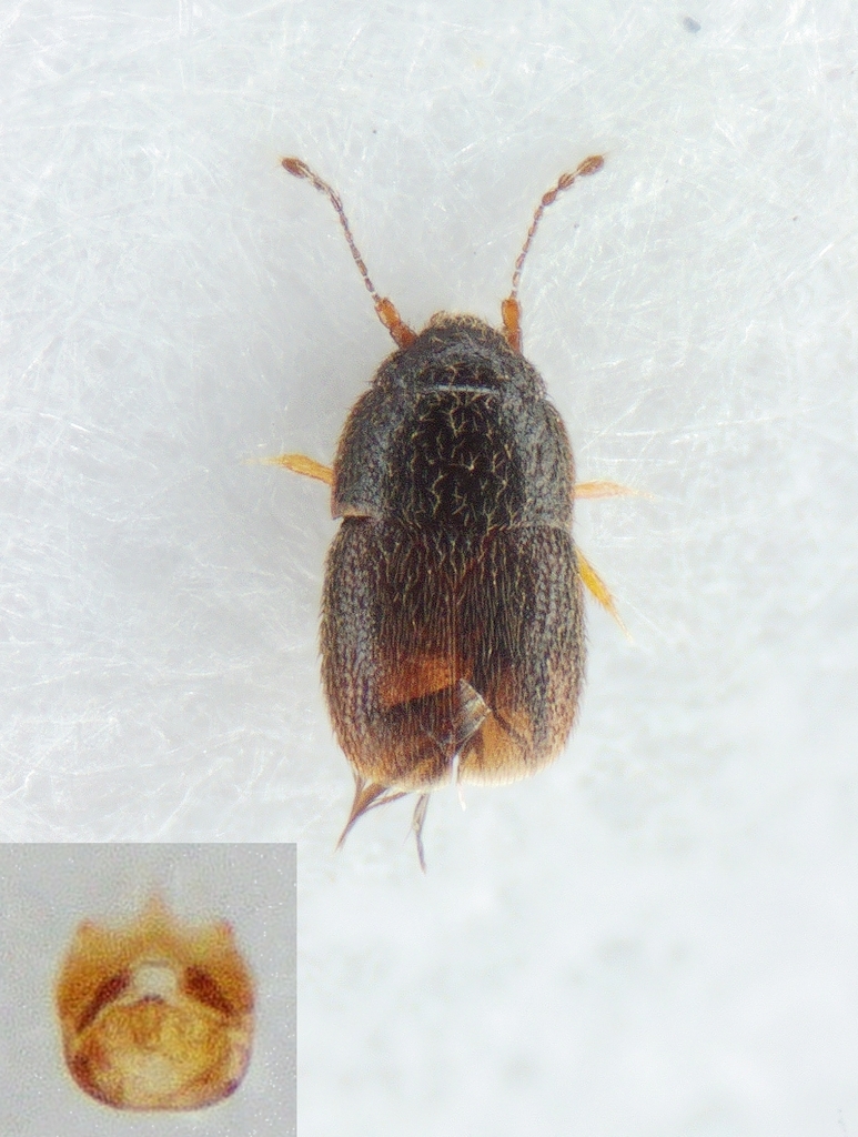 Acrotrichis dispar