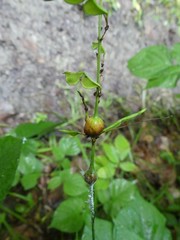 Neolasioptera desmodii