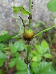 Neolasioptera desmodii