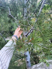 Pinus bungeana