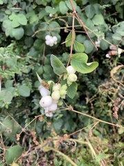 Symphoricarpos albus