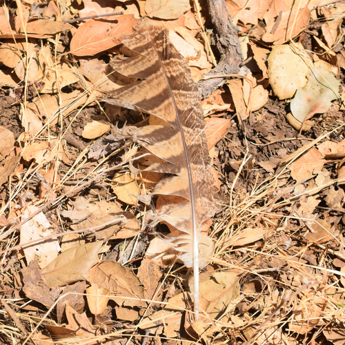 View observation of {o.common_name} on iNaturalist
