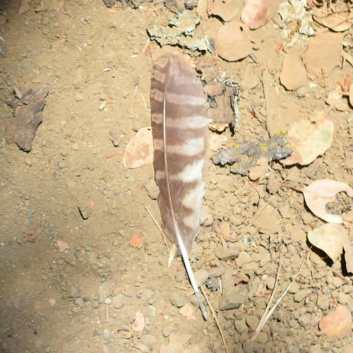 View observation of {o.common_name} on iNaturalist