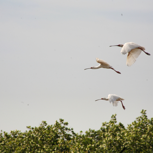 African Spoonbill