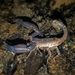 Scorpions - Photo (c) cesdamess, some rights reserved (CC BY-NC), uploaded by cesdamess