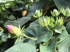 Hibiscus makinoi