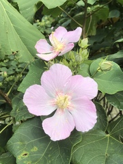 Hibiscus makinoi