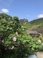 Hibiscus makinoi