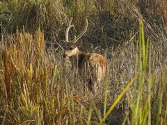 Axis porcinus